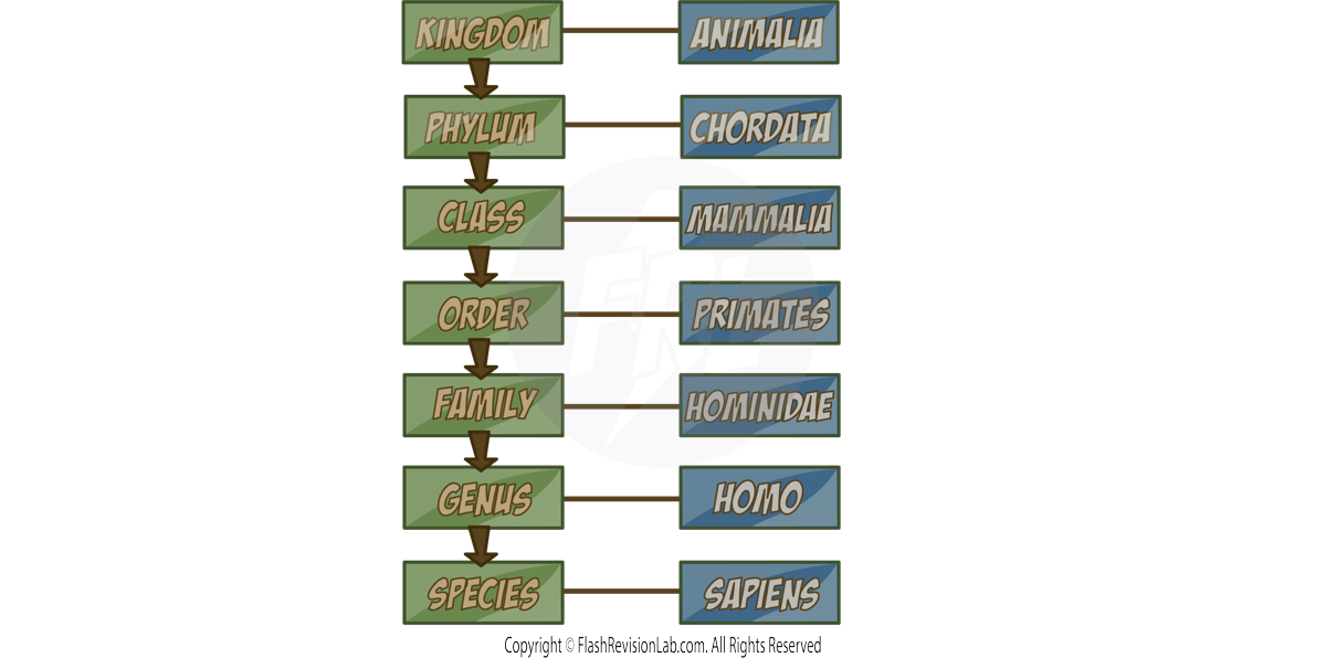 Linnaean System